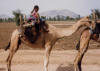 Caravane dans le dsert du Thar